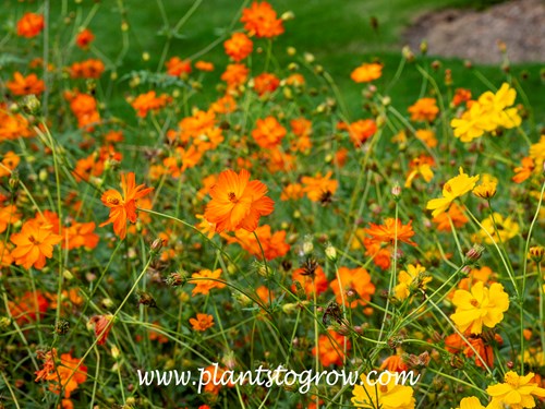Towering Orange Cosmos